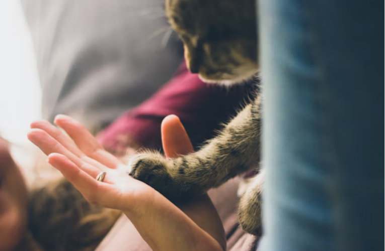 Confronting the Loss of a Pet: How Pet Owners Can Survive